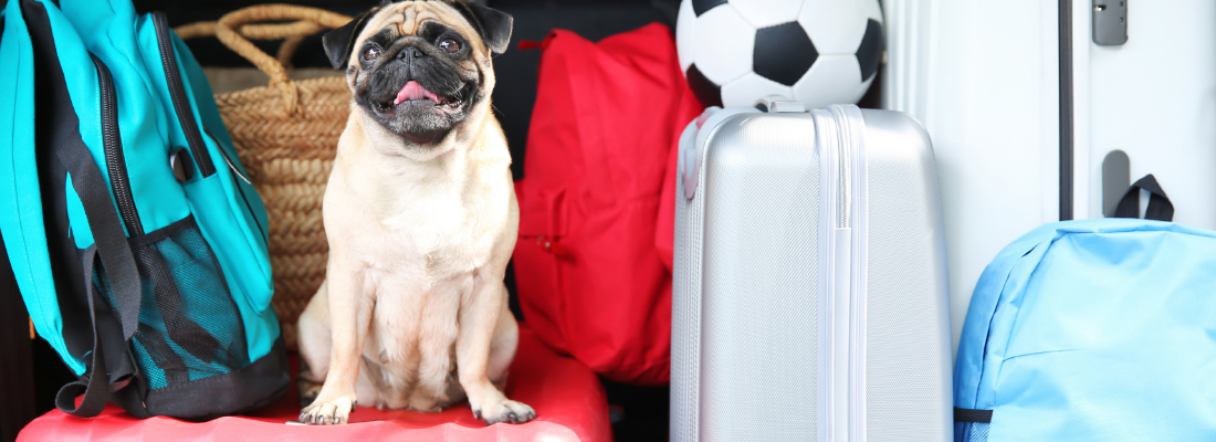 Como proteger seu pet durante viagem de carro ou avião